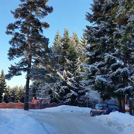 Gitea Semiramida * Borovec